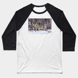 Timber wolf in winter Baseball T-Shirt